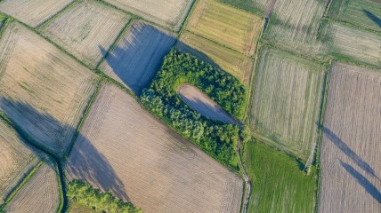 Het Middeleeuwse millennium